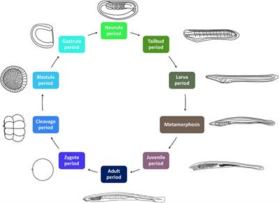 The Ontology of the Amphioxus Anatomy and Life Cycle (AMPHX)